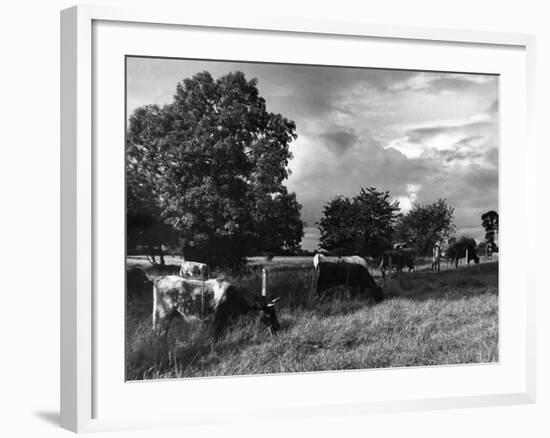 Grazing Cows-null-Framed Photographic Print