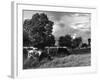 Grazing Cows-null-Framed Photographic Print