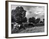 Grazing Cows-null-Framed Photographic Print