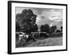 Grazing Cows-null-Framed Photographic Print