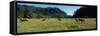 Grazing Elk California USA-null-Framed Stretched Canvas