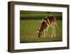 Grazing Holstein-Jersey Mix Calf-DLILLC-Framed Photographic Print