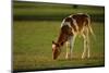 Grazing Holstein-Jersey Mix Calf-DLILLC-Mounted Photographic Print