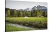 Grazing Horse in Pasture in Bavarian Alps with Snow-Sheila Haddad-Stretched Canvas