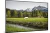 Grazing Horse in Pasture in Bavarian Alps with Snow-Sheila Haddad-Mounted Photographic Print