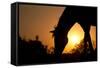 Grazing Horse Silhouette Against Rising Sun In Rich Tone-Sari ONeal-Framed Stretched Canvas