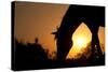 Grazing Horse Silhouette Against Rising Sun In Rich Tone-Sari ONeal-Stretched Canvas