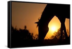Grazing Horse Silhouette Against Rising Sun In Rich Tone-Sari ONeal-Framed Stretched Canvas