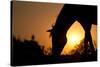 Grazing Horse Silhouette Against Rising Sun In Rich Tone-Sari ONeal-Stretched Canvas