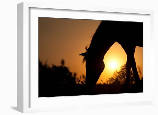 Grazing Horse Silhouette Against Rising Sun In Rich Tone-Sari ONeal-Framed Photographic Print