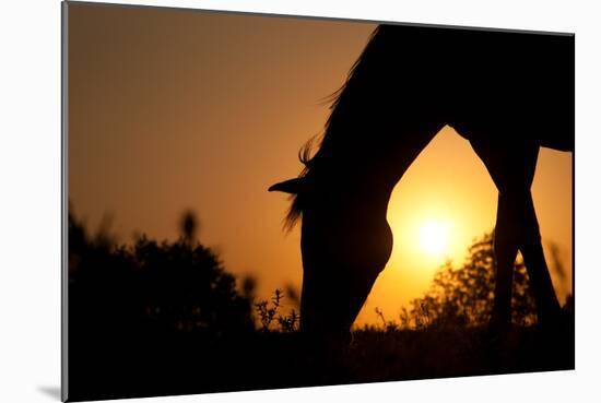 Grazing Horse Silhouette Against Rising Sun In Rich Tone-Sari ONeal-Mounted Photographic Print