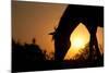 Grazing Horse Silhouette Against Rising Sun In Rich Tone-Sari ONeal-Mounted Photographic Print