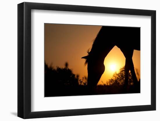 Grazing Horse Silhouette Against Rising Sun In Rich Tone-Sari ONeal-Framed Photographic Print