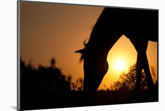 Grazing Horse Silhouette Against Rising Sun In Rich Tone-Sari ONeal-Mounted Photographic Print