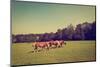 Grazing Horses-gkuna-Mounted Photographic Print