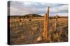 Grazing Land in Escalante, a City in Garfield County, Utah, United States., 2012 (Photo)-Ira Block-Stretched Canvas