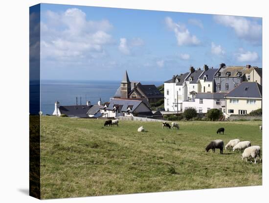 Grazing Sheep, Mortehoe, Devon, England, United Kingdom, Europe-Jeremy Lightfoot-Stretched Canvas