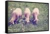 Grazing Sheep-gkuna-Framed Stretched Canvas