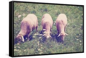 Grazing Sheep-gkuna-Framed Stretched Canvas