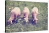 Grazing Sheep-gkuna-Stretched Canvas