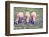 Grazing Sheep-gkuna-Framed Photographic Print