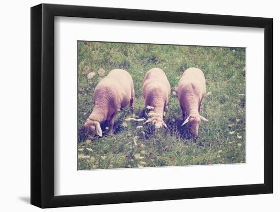 Grazing Sheep-gkuna-Framed Photographic Print