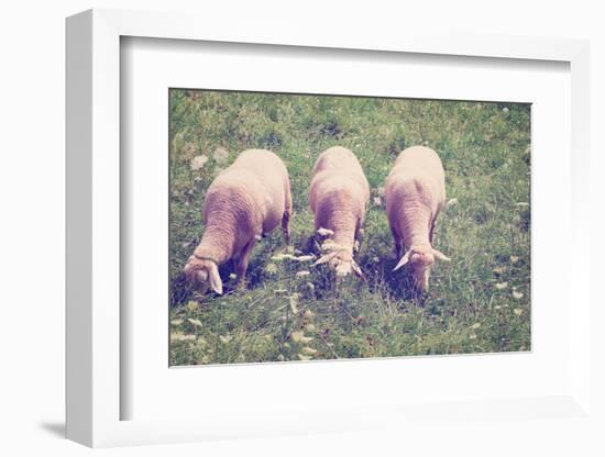 Grazing Sheep-gkuna-Framed Photographic Print