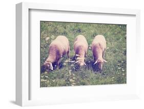 Grazing Sheep-gkuna-Framed Photographic Print