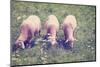 Grazing Sheep-gkuna-Mounted Photographic Print