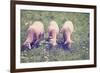 Grazing Sheep-gkuna-Framed Photographic Print