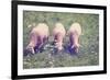 Grazing Sheep-gkuna-Framed Photographic Print