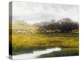 Grazing Sheep-Miguel Dominguez-Stretched Canvas