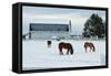 Grazing the Snow-Dana Styber-Framed Stretched Canvas