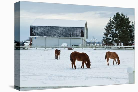 Grazing the Snow-Dana Styber-Stretched Canvas