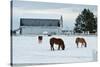 Grazing the Snow-Dana Styber-Stretched Canvas