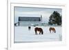 Grazing the Snow-Dana Styber-Framed Photographic Print