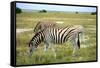 Grazing Zebra in Etosha-watchtheworld-Framed Stretched Canvas