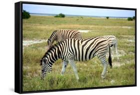Grazing Zebra in Etosha-watchtheworld-Framed Stretched Canvas