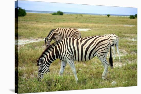 Grazing Zebra in Etosha-watchtheworld-Stretched Canvas