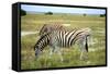 Grazing Zebra in Etosha-watchtheworld-Framed Stretched Canvas