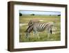 Grazing Zebra in Etosha-watchtheworld-Framed Photographic Print