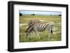 Grazing Zebra in Etosha-watchtheworld-Framed Photographic Print