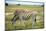 Grazing Zebra in Etosha-watchtheworld-Mounted Photographic Print