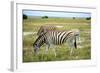 Grazing Zebra in Etosha-watchtheworld-Framed Photographic Print