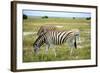 Grazing Zebra in Etosha-watchtheworld-Framed Photographic Print