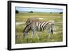 Grazing Zebra in Etosha-watchtheworld-Framed Photographic Print