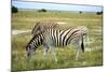 Grazing Zebra in Etosha-watchtheworld-Mounted Photographic Print