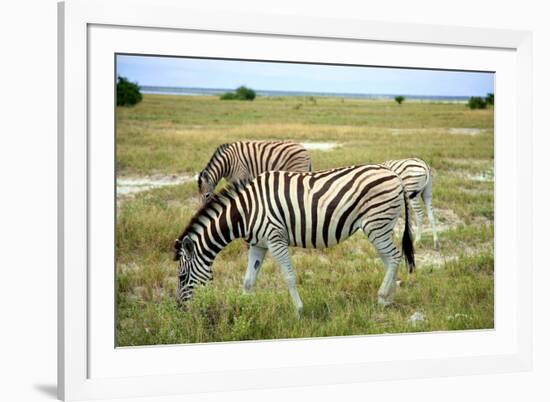 Grazing Zebra in Etosha-watchtheworld-Framed Photographic Print