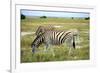 Grazing Zebra in Etosha-watchtheworld-Framed Photographic Print