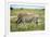 Grazing Zebra in Etosha-watchtheworld-Framed Photographic Print